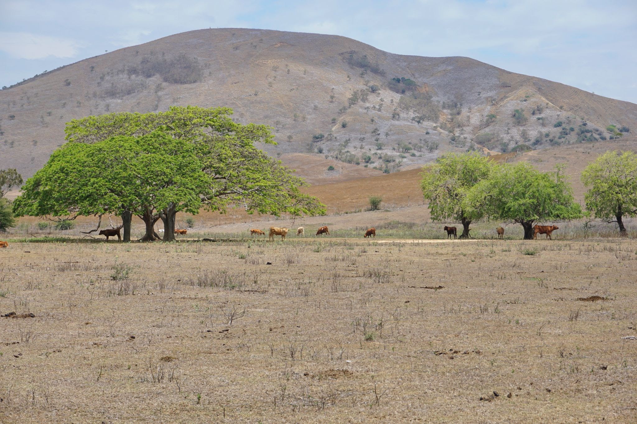 African plain with animals, trees and a hill