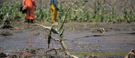 Flooding has left many maize fields waterlogged and weed infested (Mujahid Safodien/IRIN)